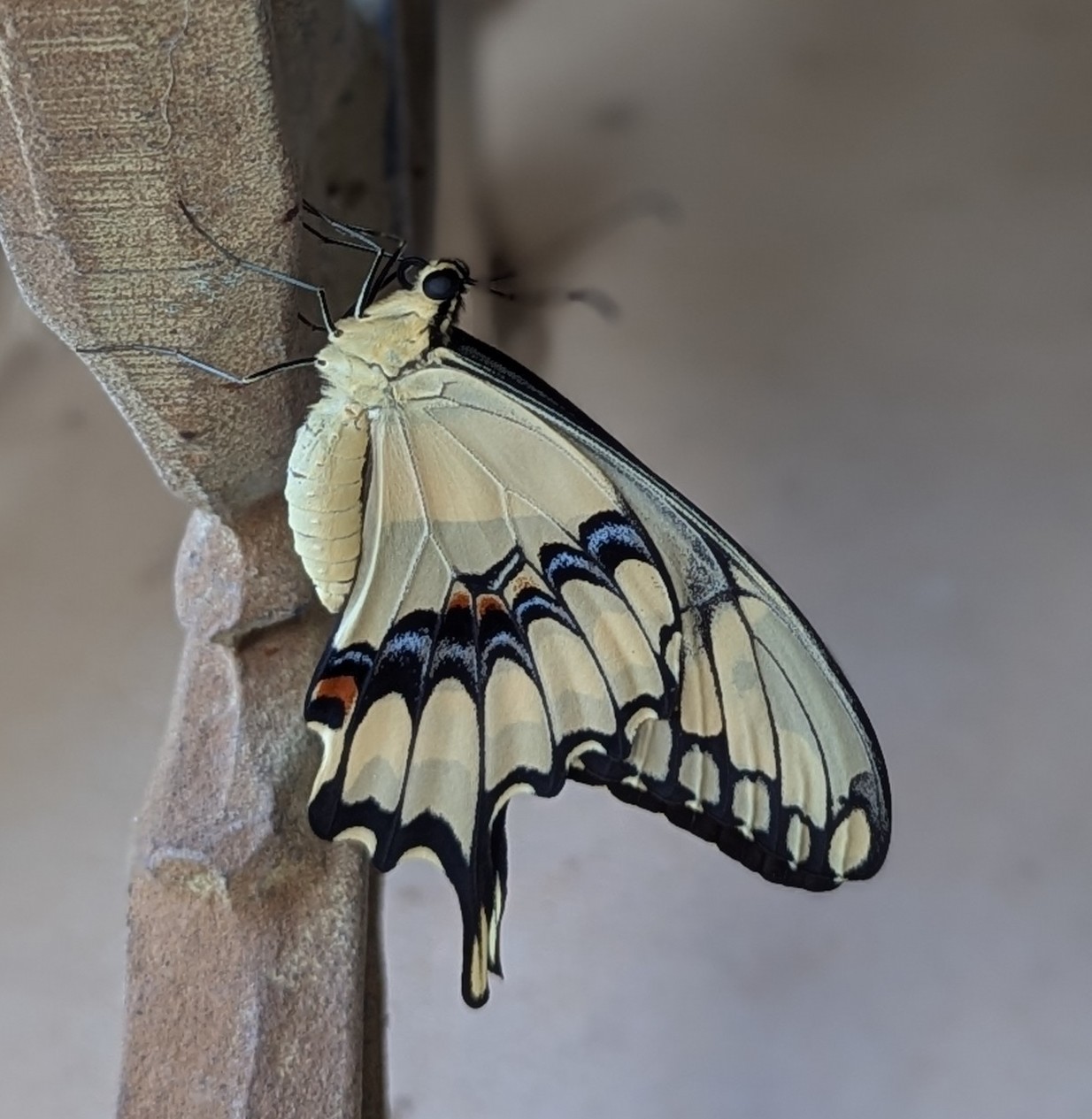 Cream colored moth with blue and orange spots
